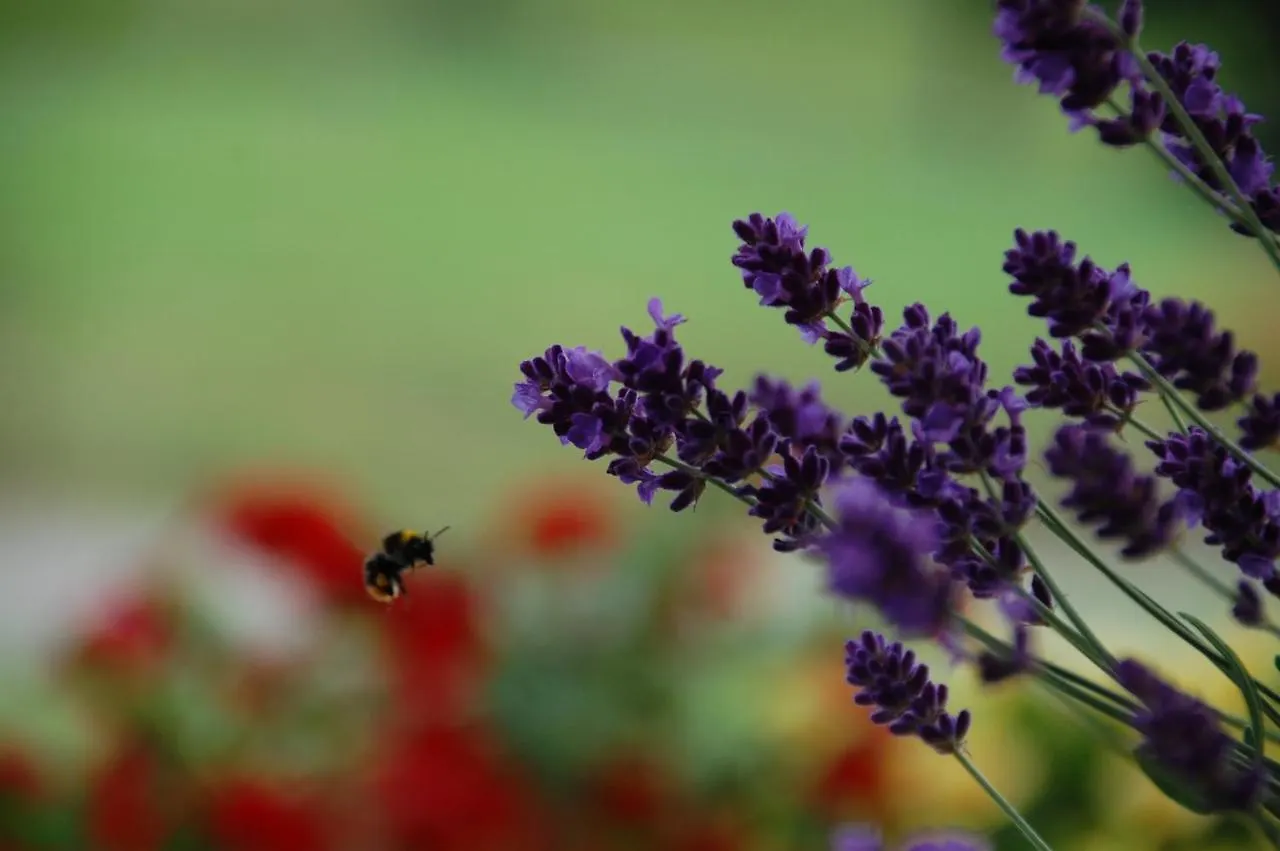 Bed & Breakfast B&B La Provenzale Tornolo