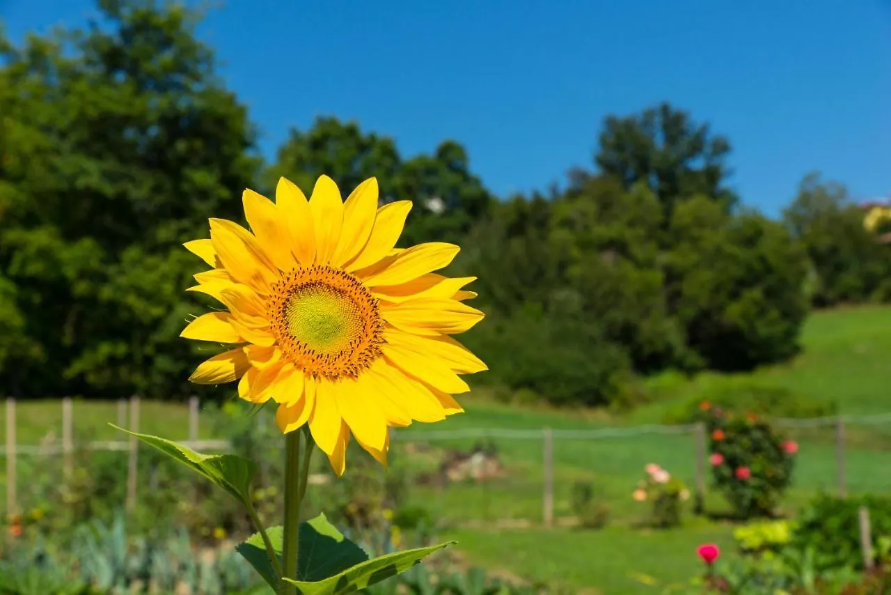 B&B La Provenzale Tornolo Bed & Breakfast